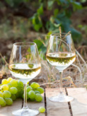 Setley Ridge Vineyard wine glasses with white wine and grapes. 