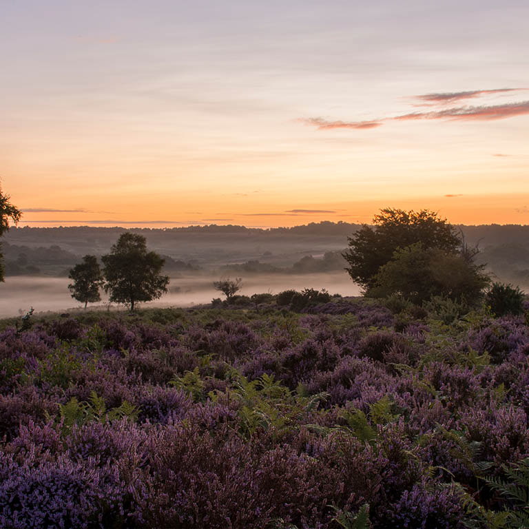 Explore our New Forest properties